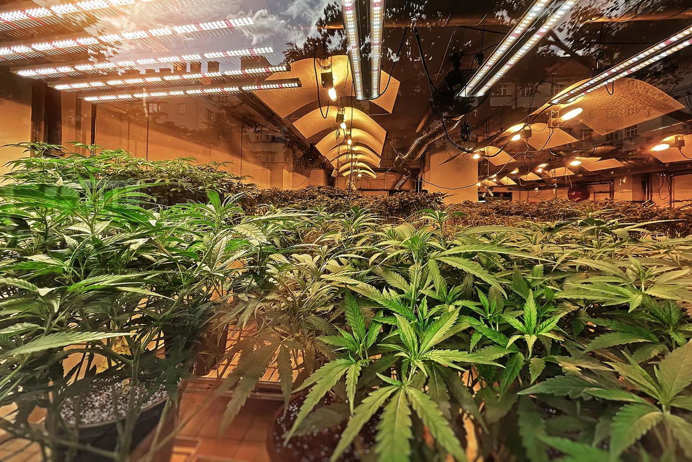Electrical Infrastructure & Grow Lighting